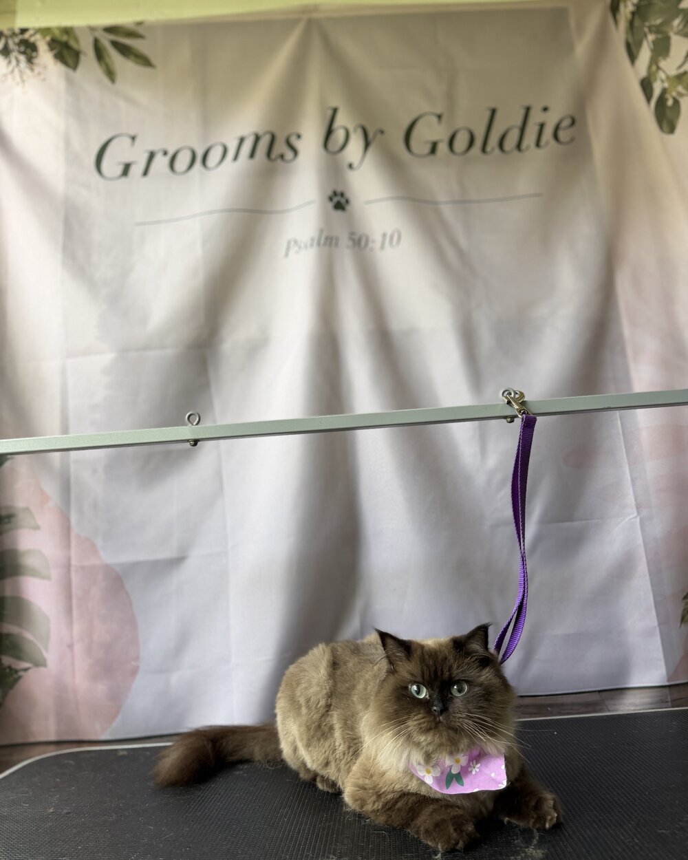 Cat freshly groomed at the Goldie Grooms studio