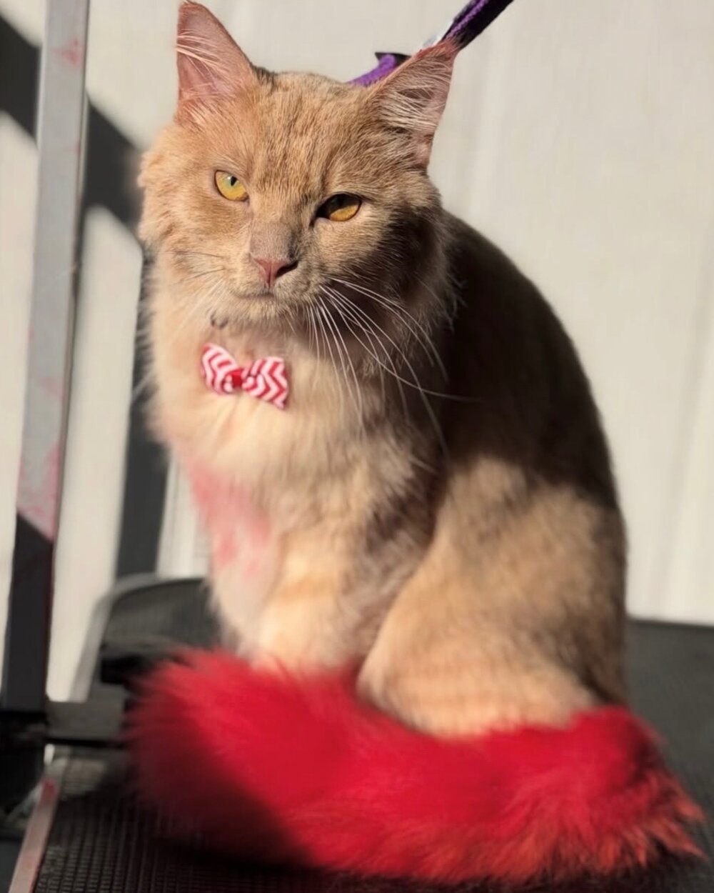 Relaxed cat after a gentle low-stress groom