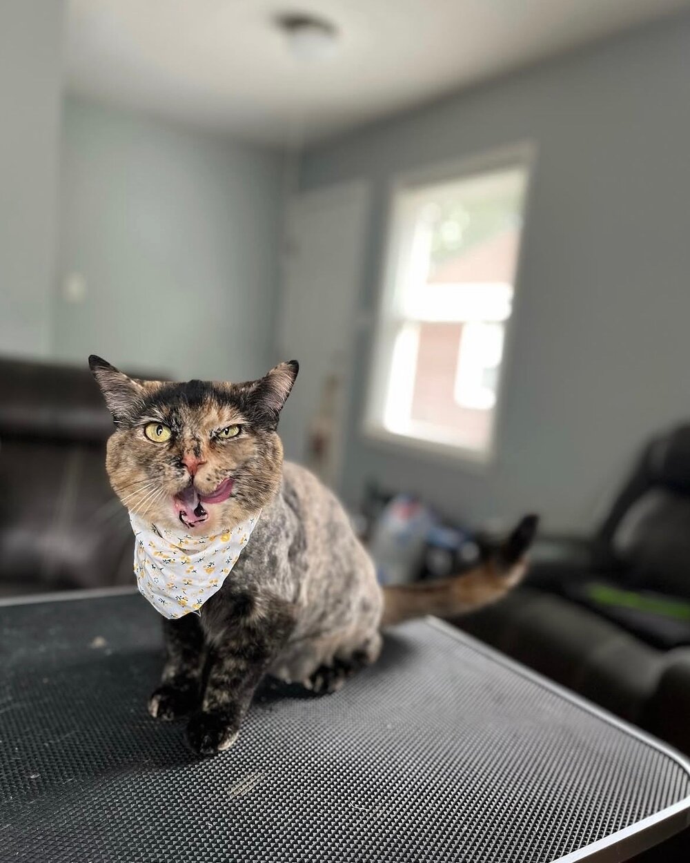 Cat with a soft, brushed-out coat