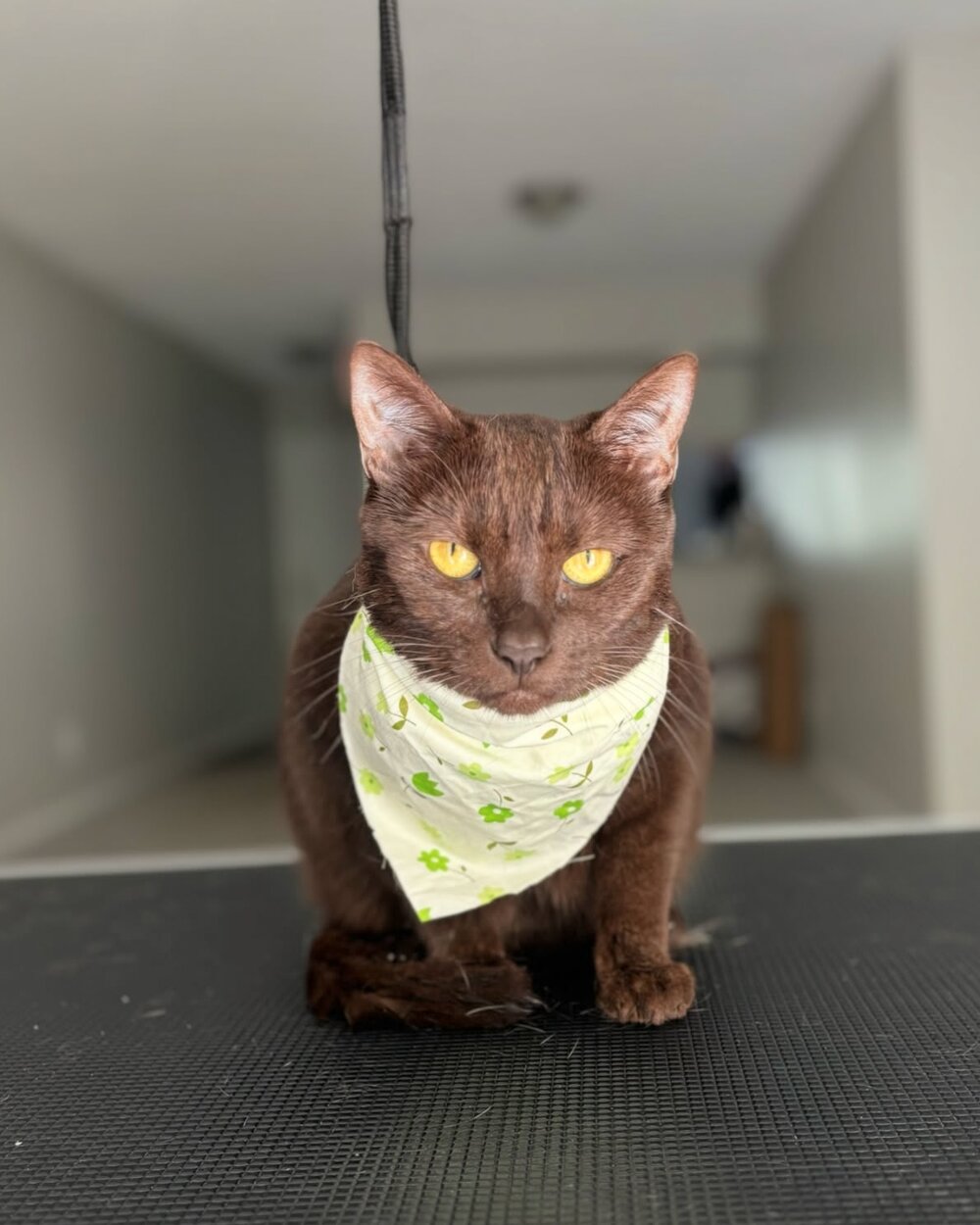 Cat posing after a bath and blow-dry