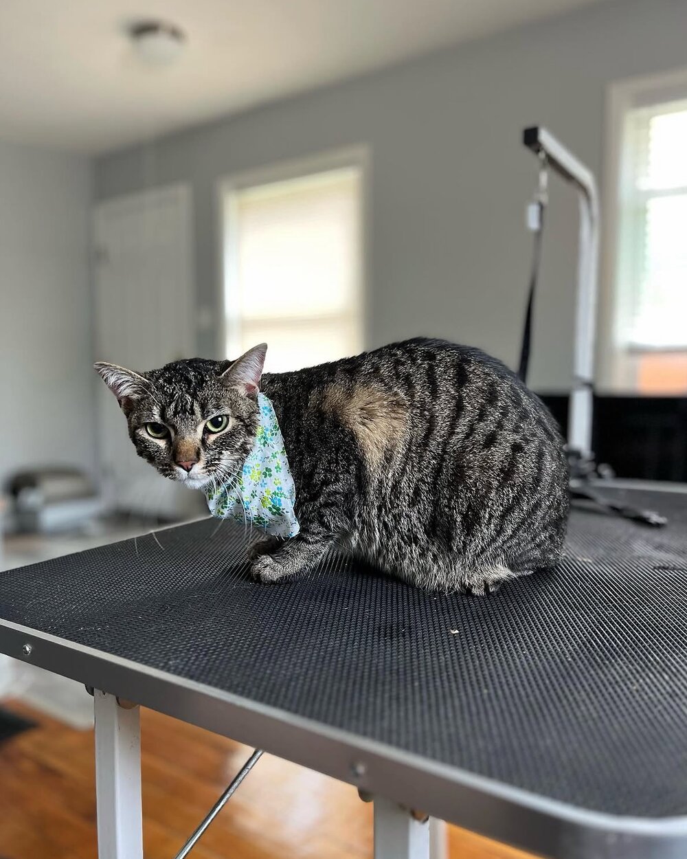 Cat with a tidy trim after its grooming visit