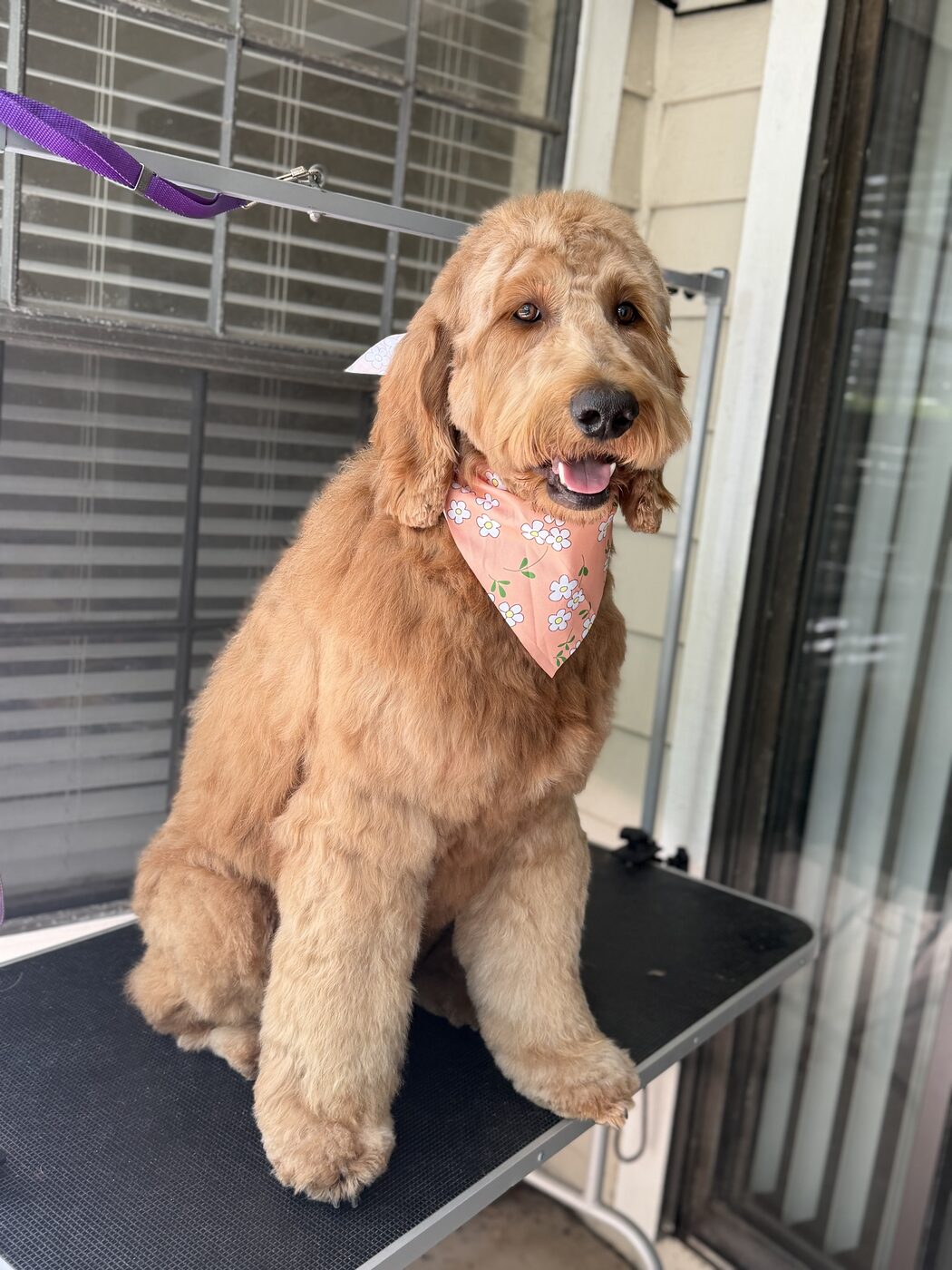 Fluffy dog with a styled face trim