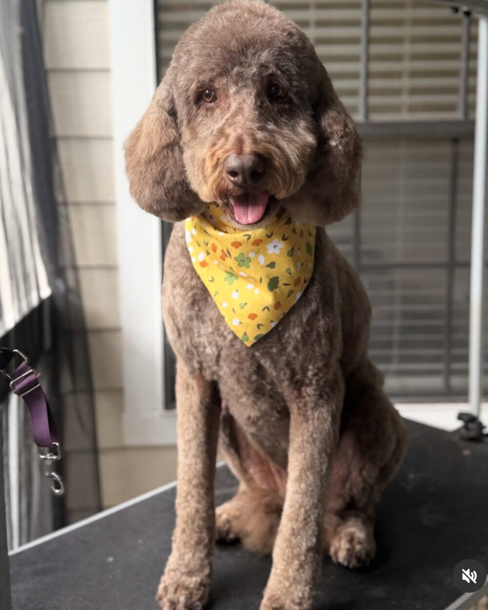 Benji, one of Goldie's favorite regulars, after his groom